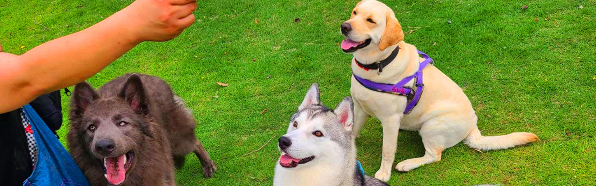 DOG RUN